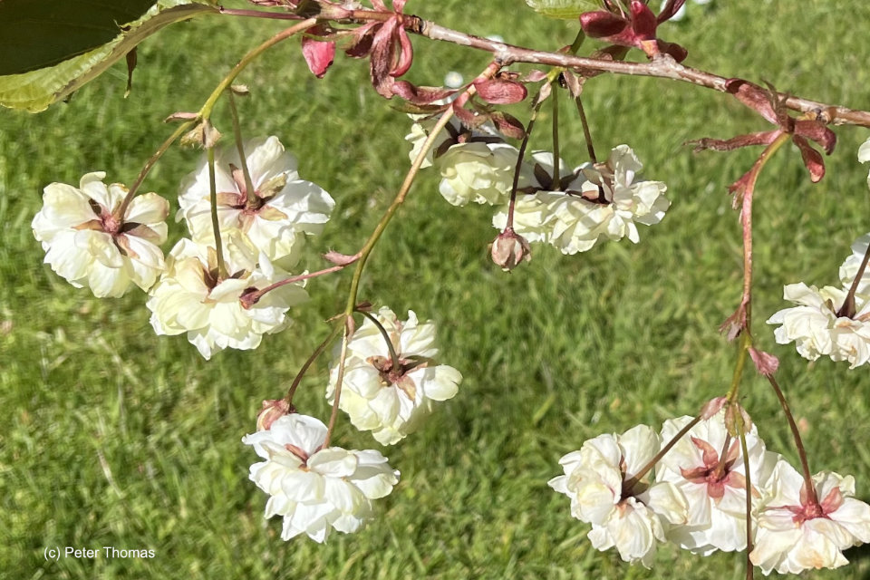 Prunus Samaura Fugenzo Japanese Lantern